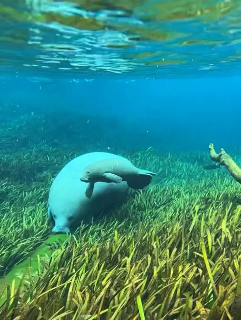 manatees orlando