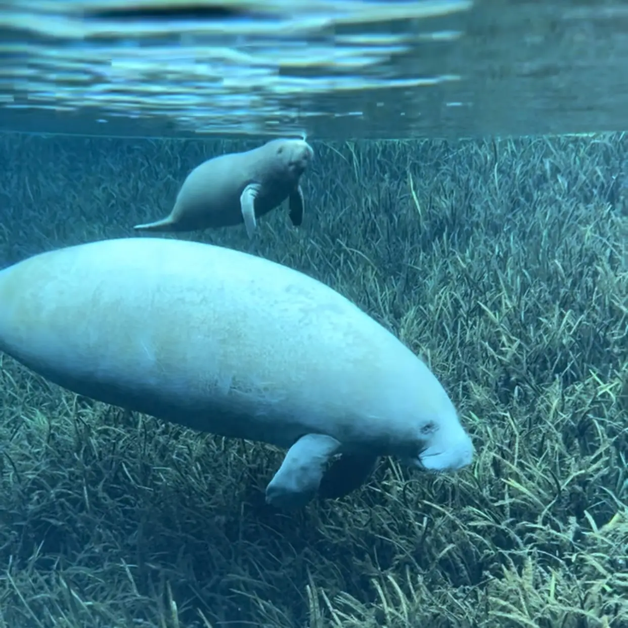 baby manatee with mother orlando