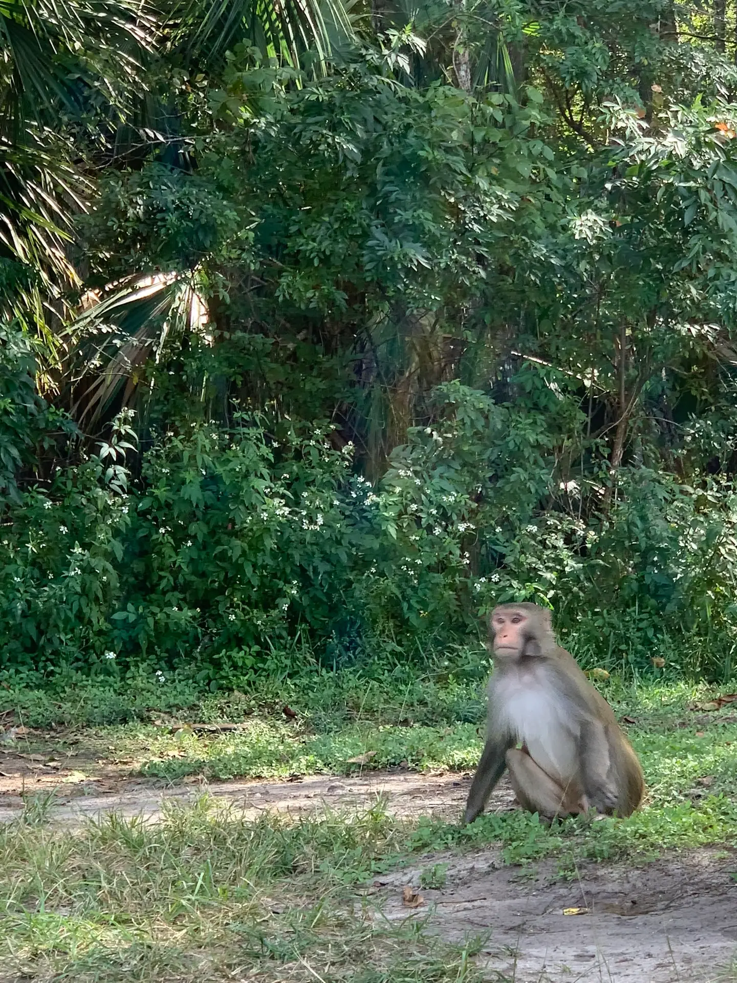 monkeys at silver springs