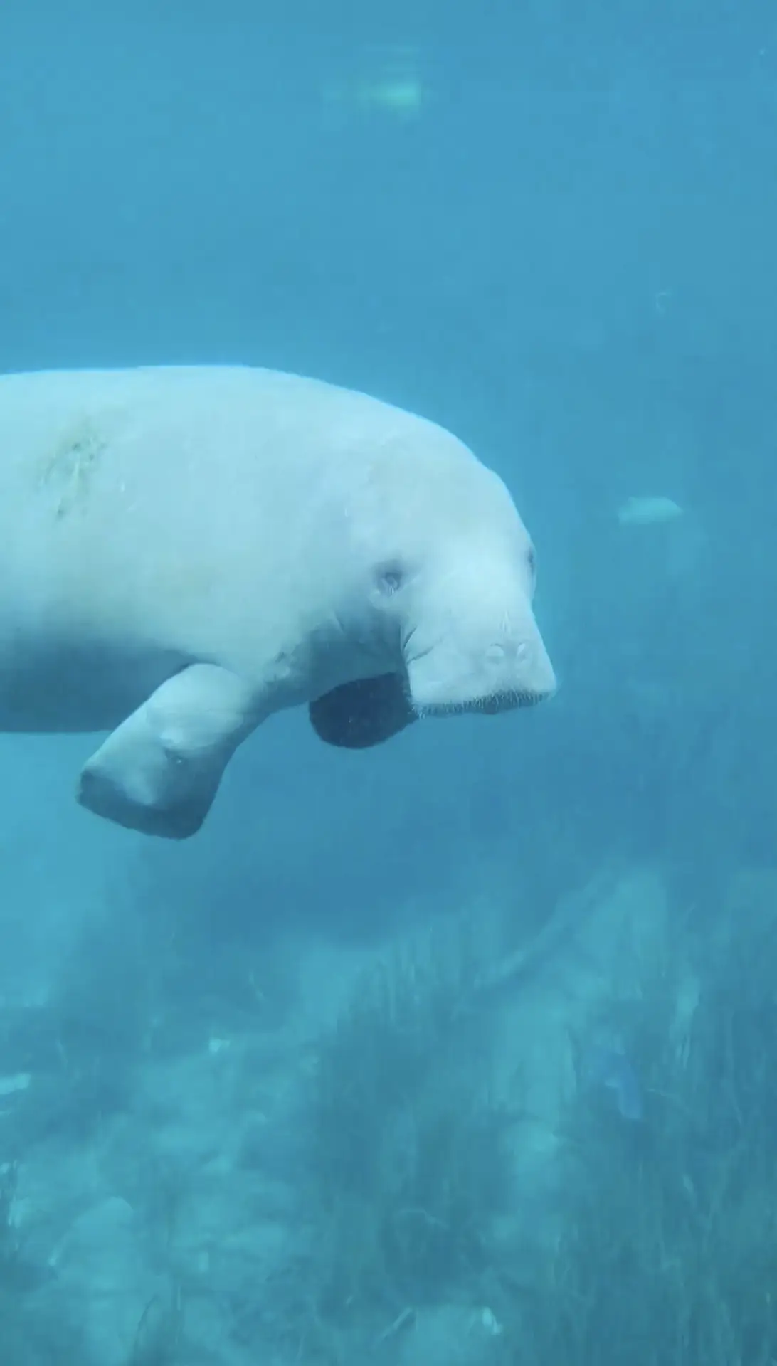 manatee silver springs